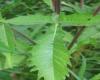Close up of leaf structure Brian Klinkenberg