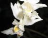 Close up of flower D.B. Springmeyer