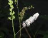 Flower head & seed pods Brian Klinkenberg
