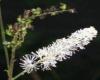 Close up of flower head & seed pods Brian Klinkenberg