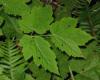 Leaves Brian Klinkenberg