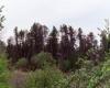 Shore pine stand in bog