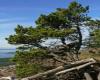 Shore pine on marine bluff W. Siegmund Wikipedia