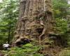 Old-growth Coastal Douglas-fir TJ Watt Wikipedia