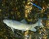 Adult (Clayburn Creek) Scott Barrett