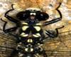 Close up of head & thorax Ian Lane