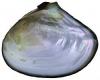 Internal shell view ("nacre") Ethen Nadeau