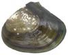 External shell view Ethan Nedeau