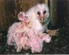 Nestlings ("owlets") Lorraine Andrusiak