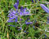 Common Camas