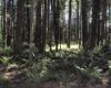 Little Campbell River Uplands P. Zevit