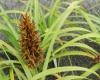 Large-headed sedge
