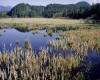 Typha Marsh H. Rudd