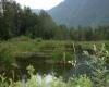 Cheam Wetlands P. Zevit