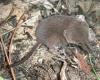 Cinereus Shrew Phil Myers University of Michigan
