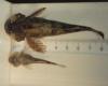 Pygmy versus Coastrange species Patricia Woodruff
