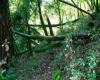 Arbutus community understory Curbstone Valley Farm Ca.