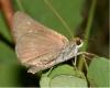 Underwing colouration Tom Murray