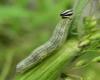 Larva Lee Spark