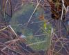 Egg mass & tadpoles Andy O'Connor