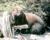 Adult USFS