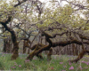 Garry Oak Meadow B. Klinkenberg