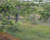 Garry Oak Meadow P. Zevit