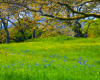 Garry Oak Meadow Ecstaticist Flickr