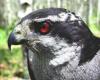 Adult head plumage & eye colouring USDAFS