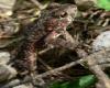 Juvenile ("Toadlet") Walter Seigmund