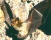 Keen's Long-eared Myotis Henderson State University