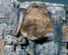 Keen's Long-eared Myotis Roger Barbour