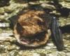 Keen's Long-eared Myotis Mark Carema