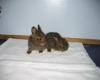 "Leverets" (young hares) Maple Ridge 2008 Elizabeth Melnick