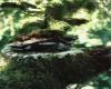 Adult on nest WA Dept. of Natural Resources