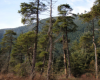 Shore pine stand pocket bog P. Zevit