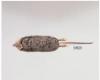 Olympic Shrew (ventral view) R&V Rausch 2008
