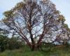 Arbutus in Garry oak association P. Zevit
