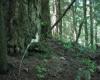 Mixed forest occurence Kym Welstead