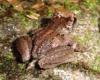 Male from West Vancouver (Hollyburn) M Starkey