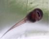 Tadpole showing mouth parts Brian Klinkenberg