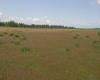 Typical prairie habitat used Rod Gilbert