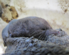 Pacific Water Shrew Chris Lee