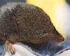 Pacific Water Shrew Chris Schmidt