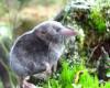 Pacific Water Shrew Denis Knopp