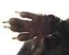 Pacific Water Shrew fringe hairs on hindfoot 