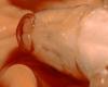 Close up of mouthparts (from Little Campbell River) A Rocha