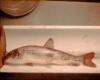 Adult (from Little Campbell River) A Rocha