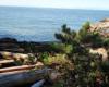 Shore pine on marine bluff P. Zevit