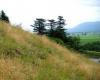 Garry Oak Meadow (Sumas Mntn.) P. Liley